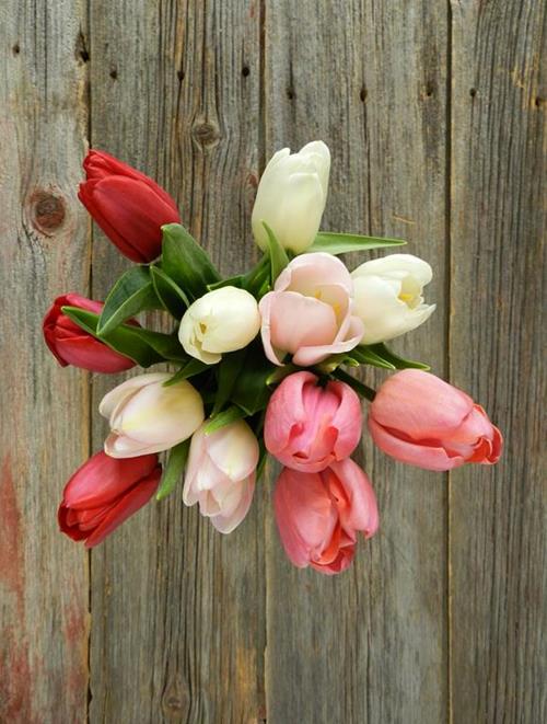 VALENTINE`S DAY PACK- RED, PINKS & WHITE ASSORTED COLOR TULIPS